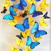 butterfky